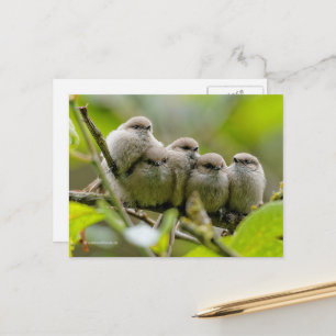 Heartwärming Niedlich Bushtits Songbirds Family Fo Postkarte