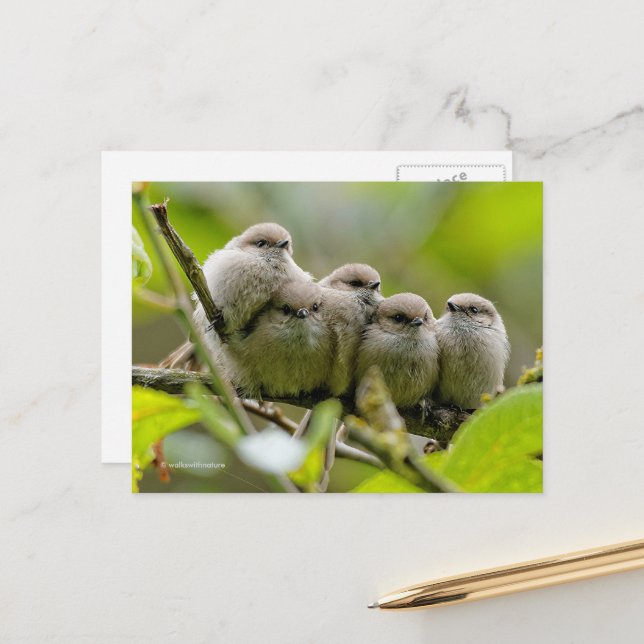 Heartwärming Niedlich Bushtits Songbirds Family Fo Postkarte (Vorderseite/Rückseite Beispiel)