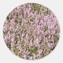 Heather Blume Schöne Aussicht