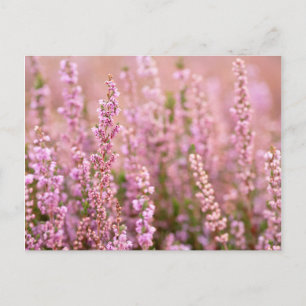 Heather in Horsham, Sussex, England Postkarte