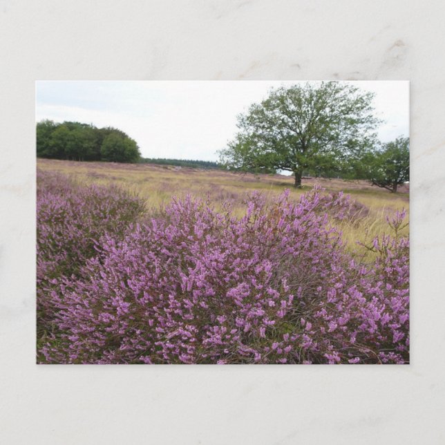 Heather Landscape DIY Postcard Postkarte (Vorderseite)