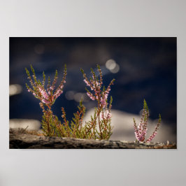 Heather Nature Foto Poster
