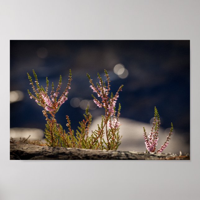 Heather Nature Foto Poster (Vorne)