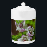 Heather Spring Blume immergrün blühen lila weiß<br><div class="desc">Heather Spring Blume immergrün Blüte lila Weiß Grün Briar hübsches Foto</div>