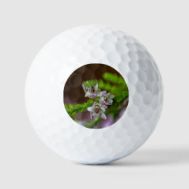 Heather Spring Blume immergrün blühen lila weiß Golfball