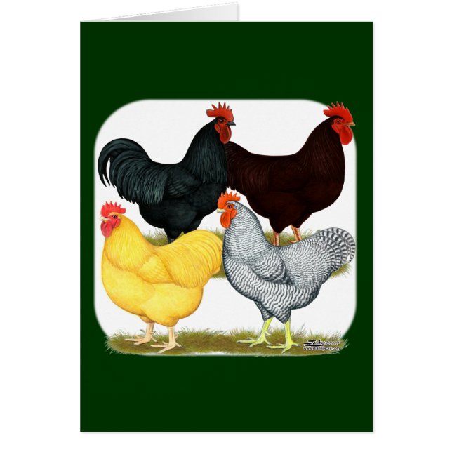 Heavy Rooster Chicken Quartett (Vorne)