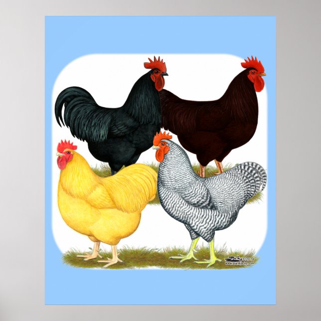 Heavy Rooster Chicken Quartett Poster (Vorne)