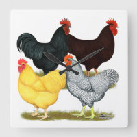 Heavy Rooster Chicken Quartett