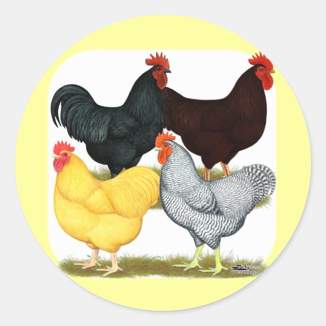 Heavy Rooster Chicken Quartett Runder Aufkleber (Vorderseite)