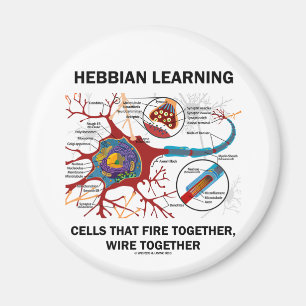 Hebbian Learning Cells brennen gemeinsam Wire Magnet