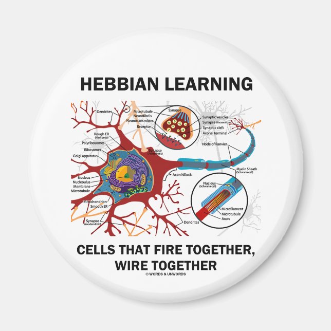 Hebbian Learning Cells brennen gemeinsam Wire Magnet (Vorne)