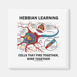 Hebbian Learning Cells brennen gemeinsam Wire Magnet
