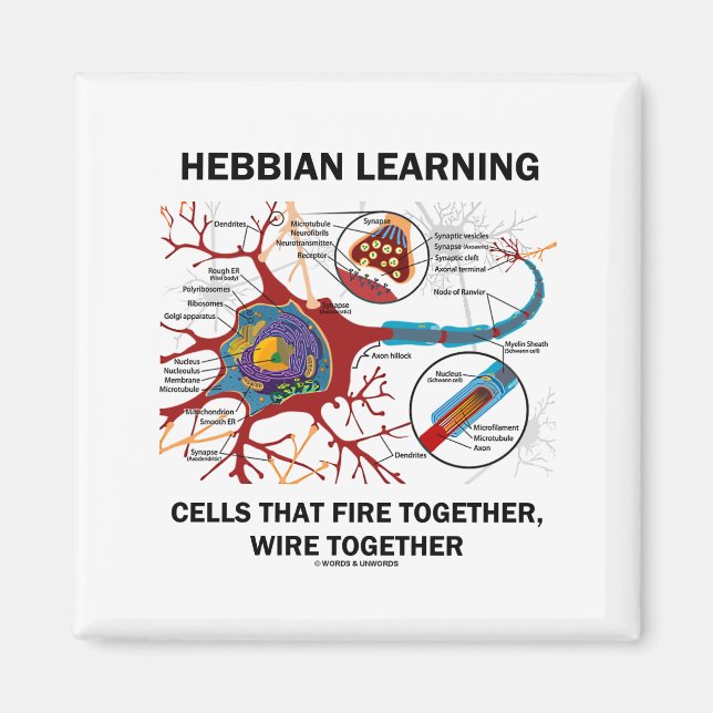 Hebbian Learning Cells brennen gemeinsam Wire Magnet (Vorne)