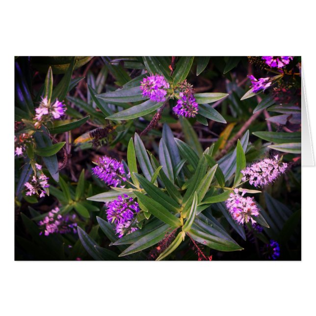 Hebe Mauve Fingers Card (Vorderseite (Horizontal))