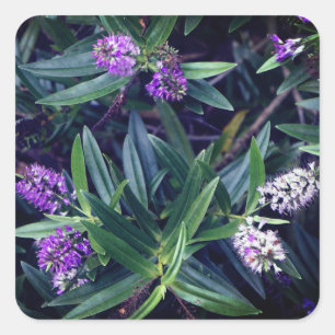 Hebe Mauve Fingers Stickers