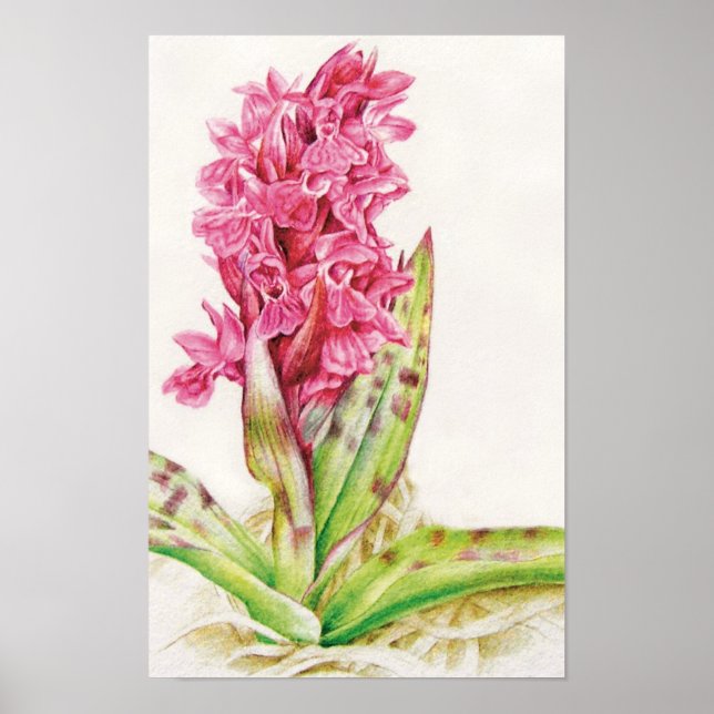Hebrideaui-Orchid: Dactylorhza majalis Poster (Vorne)