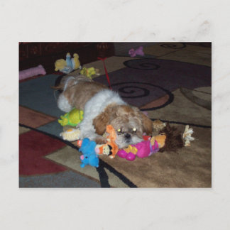 HEBT den Niedlichen Shih Tzu Postkarte