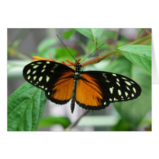 hecale longwing Schmetterling (Vorderseite (Horizontal))