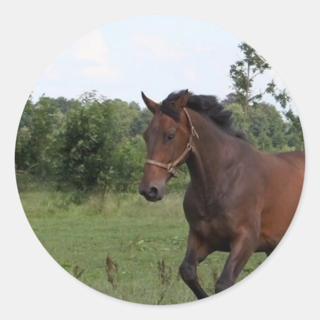 Hecht-Sticker Runder Aufkleber (Vorderseite)