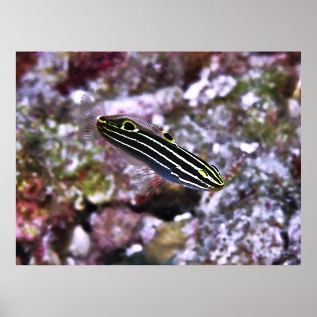 Hector's Goby Poster (Vorne)