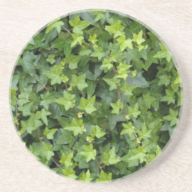 Hedera Getränkeuntersetzer (Vorne)