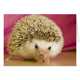 Hedge-Hog-jeder Anlass