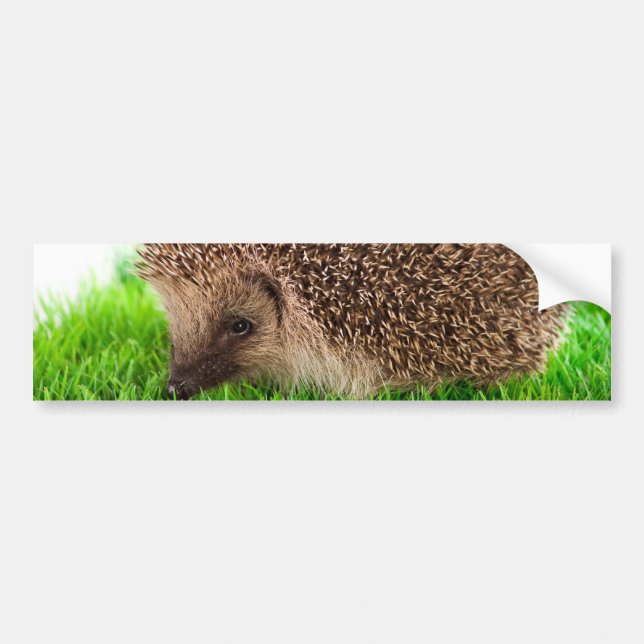 hedgehog autoaufkleber (Vorne)