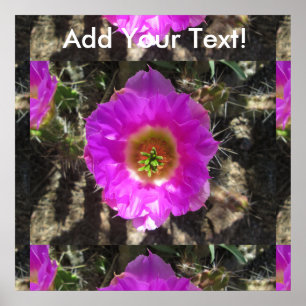 Hedgehog Cactus Flower Poster