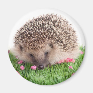 Hedgehog Magnet