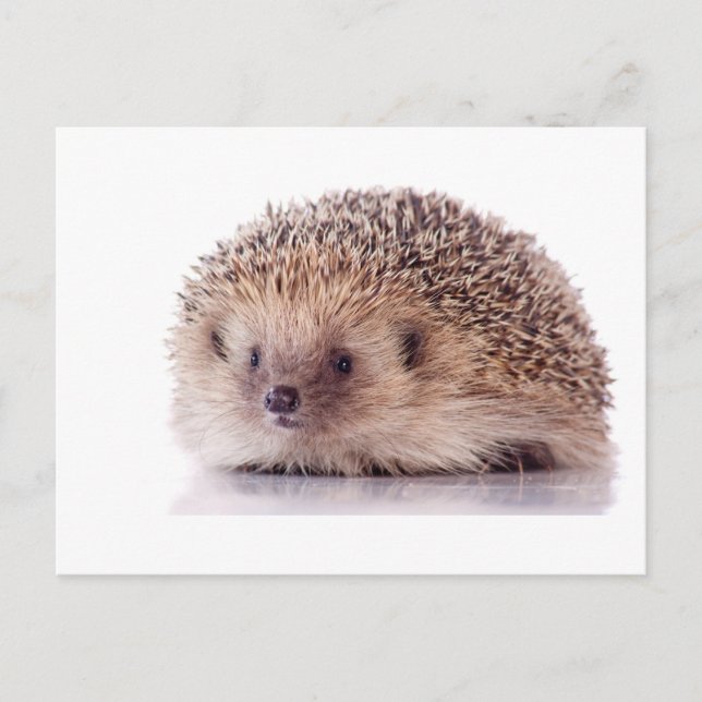 Hedgehog, Postkarte (Vorderseite)