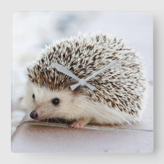 Hedgehog Quadratische Wanduhr