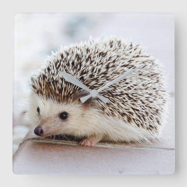 Hedgehog Quadratische Wanduhr (Vorderseite)