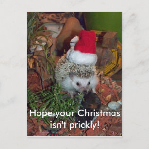 Hedgie der Igel wünscht Ihnen frohen Weihnachten