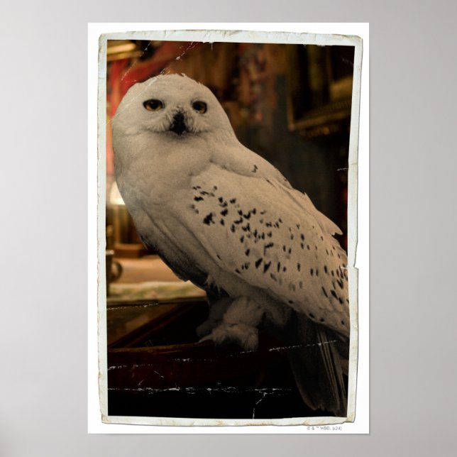 Hedwig 3 poster (Vorne)