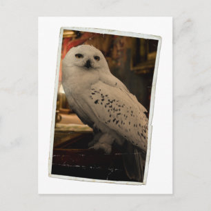 Hedwig 3 postkarte