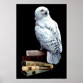 Hedwig auf Bücher Poster