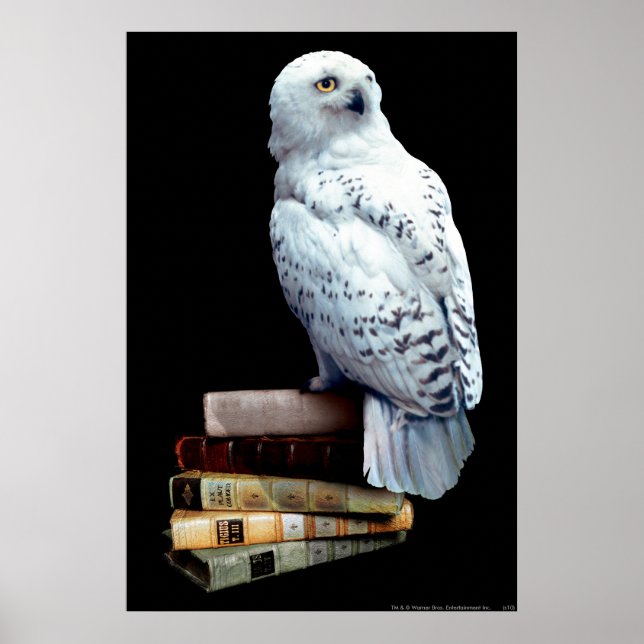 Hedwig auf Bücher Poster (Vorne)