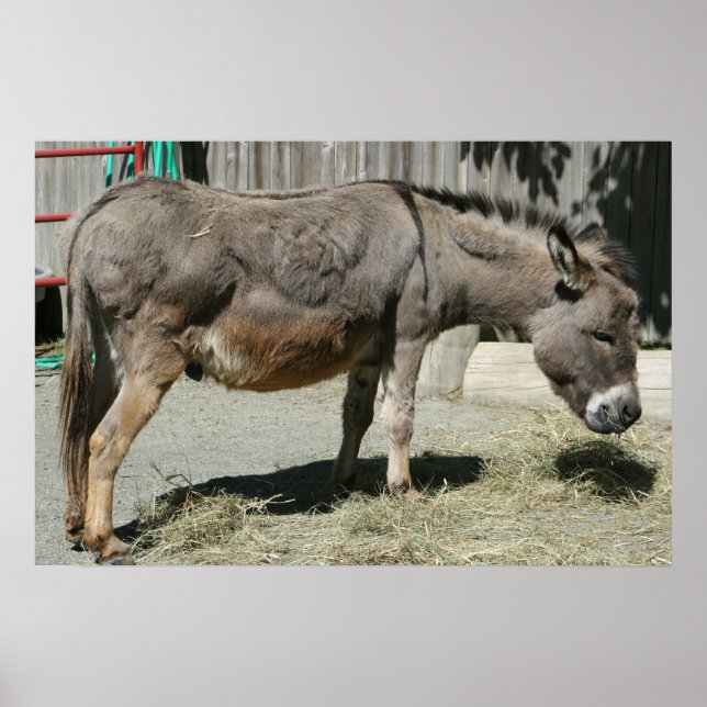 HeeHaw Poster (Vorne)