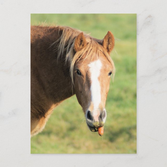 Heeya, was ist los doc postkarte (Vorderseite)