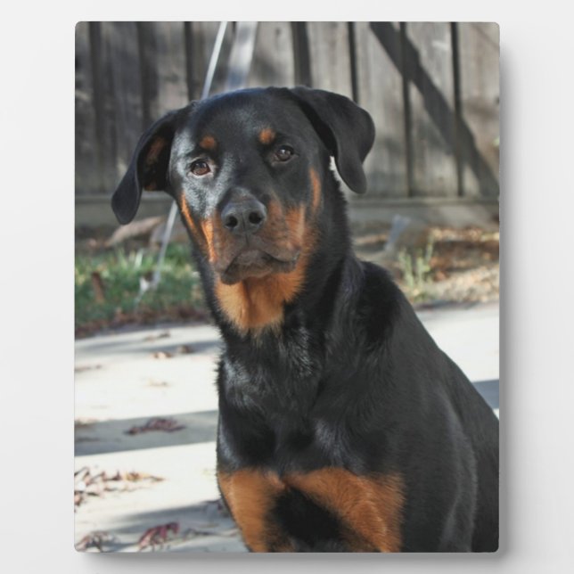 Heidi Rottweiler Backyard Foto Plaque Fotoplatte (Vorderseite)