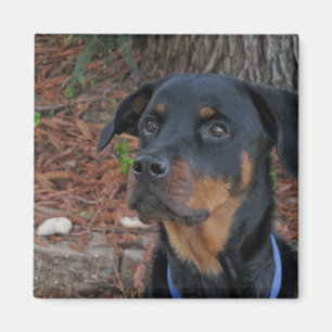 Heidi Rottweiler Magnet