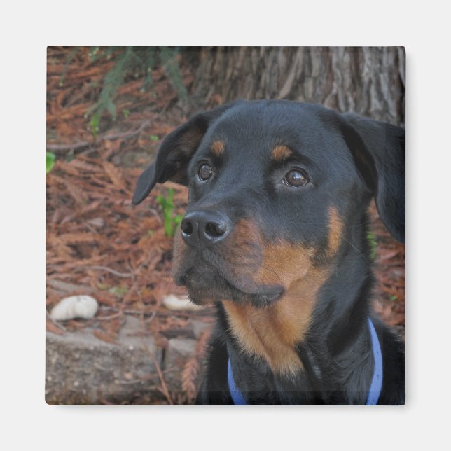 Heidi Rottweiler Magnet (Vorne)