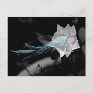 Heile ein gebrochenes Herz-Rose-Foto Postkarte