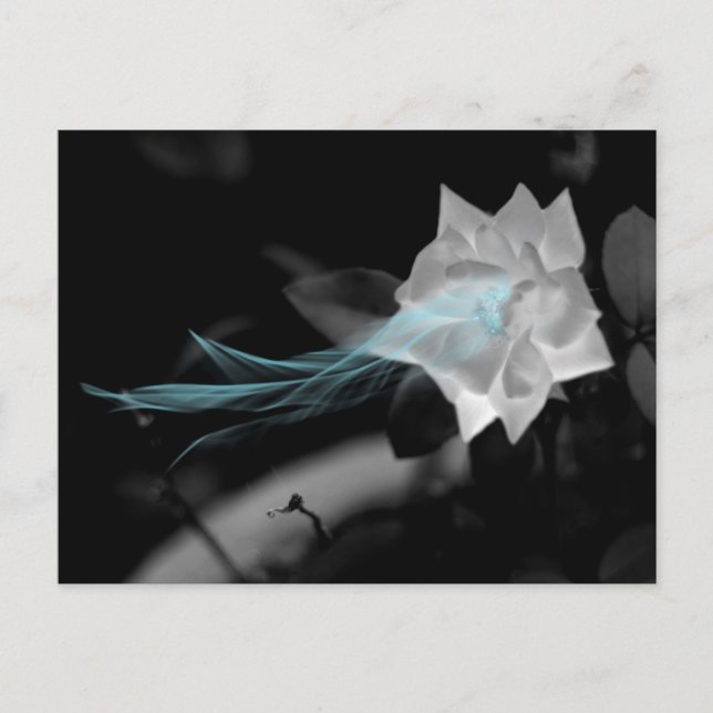 Heile ein gebrochenes Herz-Rose-Foto Postkarte (Vorderseite)