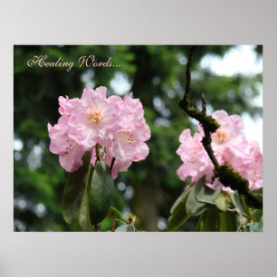 Heilende Worte... Kunstdruck Pink Rhododendron Flo Poster