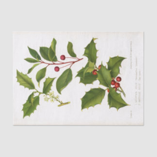 Heilige botanische Illustration Seidenpapier