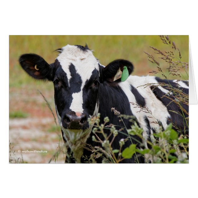 Heilige Kuh! Es ist ein Holstein-Friesier! (Vorderseite (Horizontal))