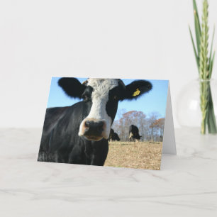 Heilige Kuh Wove bewegt Ankündigung