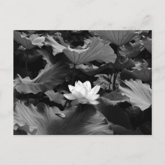Heilige Lotus: Japan Postkarte