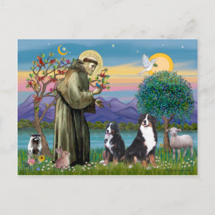 Heiliger Franziskus - Zwei Berner Sennenhunde Postkarte